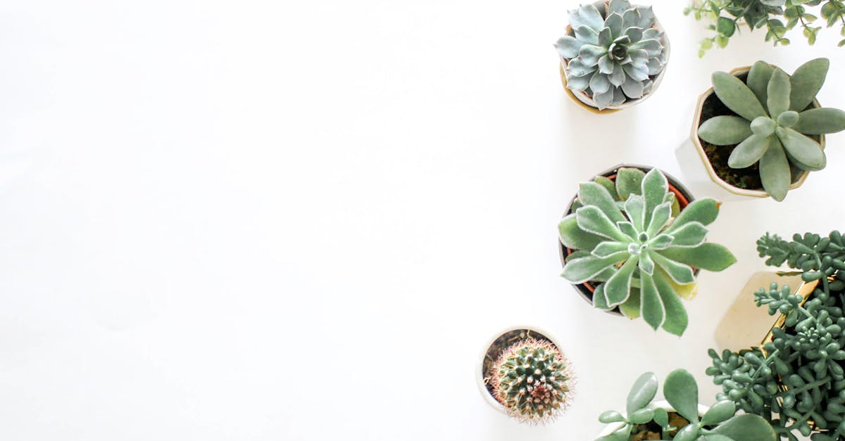 A top-down view showcasing a variety of succulent plants arranged on a white background.