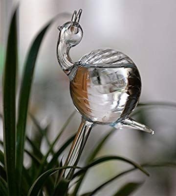 The Empty Space Self Watering Globe for Plants | Clear Glass Watering Bulb | Automatic Plant Waterer for Indoor & Outdoor Pots | Home Garden Accessory | Gift for Plant Lover - Image 5
